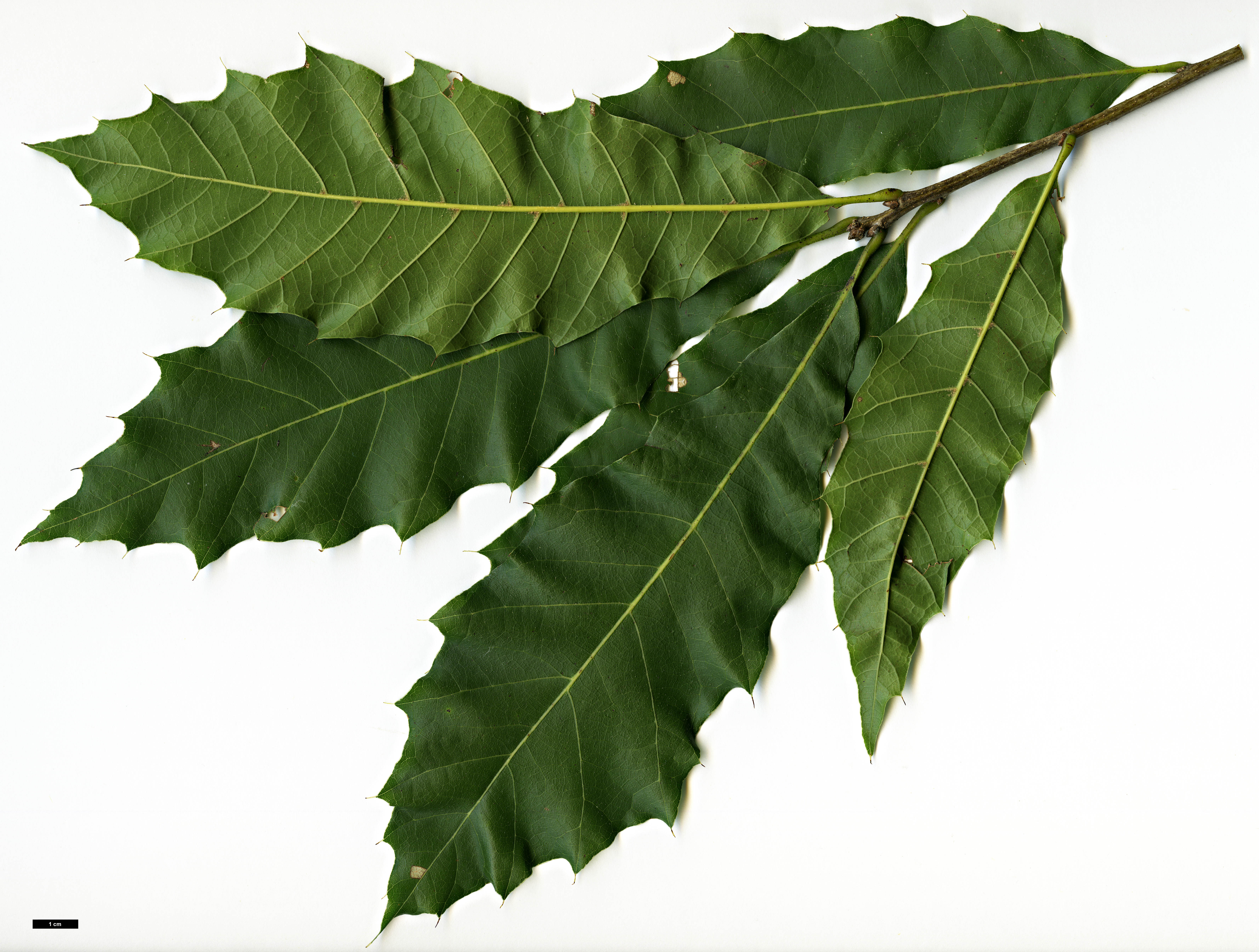 High resolution image: Family: Fagaceae - Genus: Quercus - Taxon: cortesii